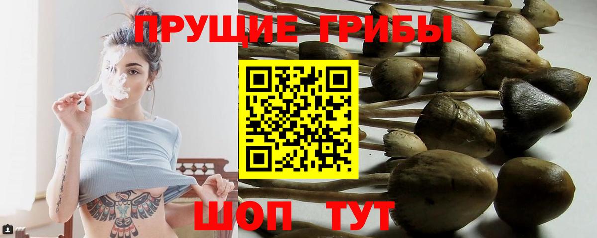 Белово  Галлюциногенные грибы Psilocybine cubensis  даркнет сайт  Вход с VPN 